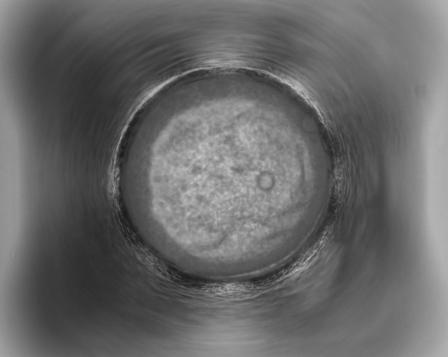 X0000096640879200802261255