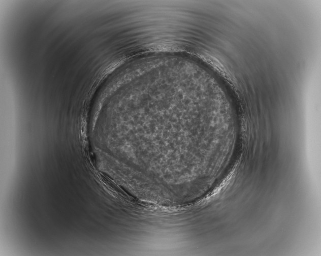 X0000096640881200802261255