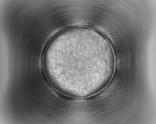 X0000096640882200802261255