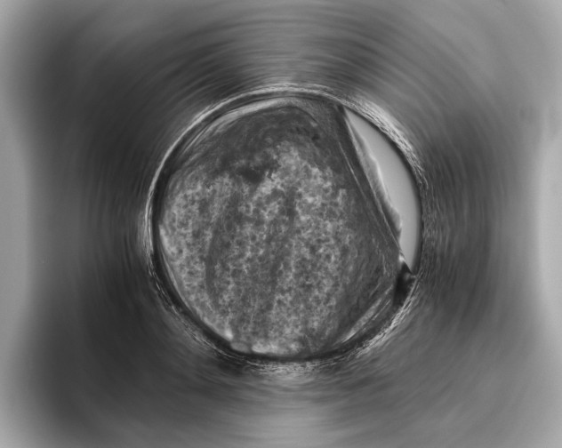 X0000096640892200802261255