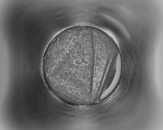 X0000096640903200802261255