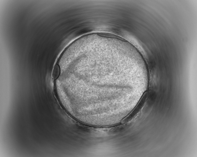 X0000096640908200802261255