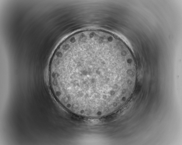 X0000096640911200802261255