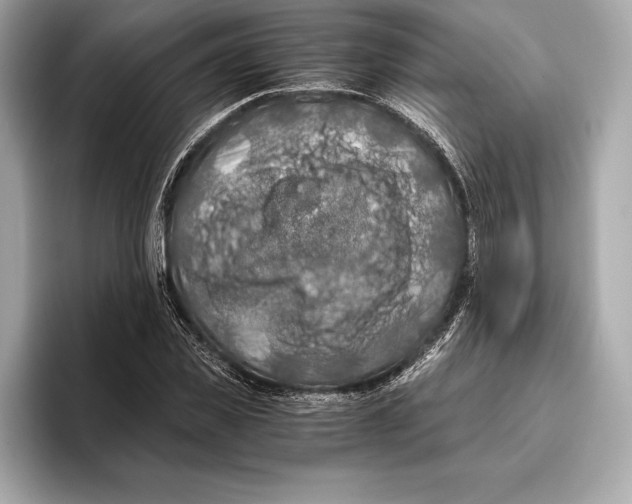 X0000096640925200802261254