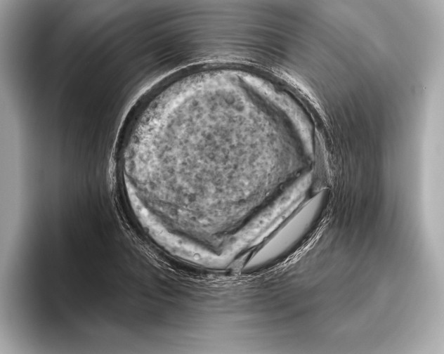 X0000096640928200802261254