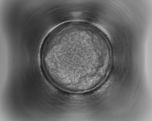 X0000096640935200802261255