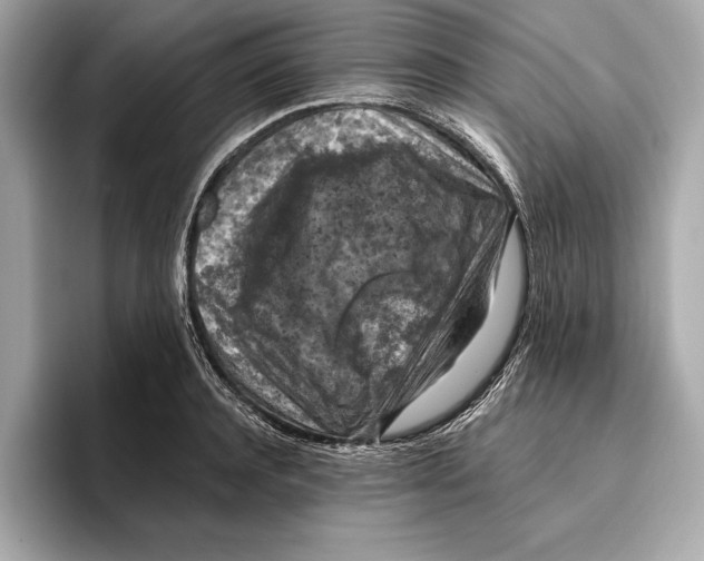 X0000096640944200802261255