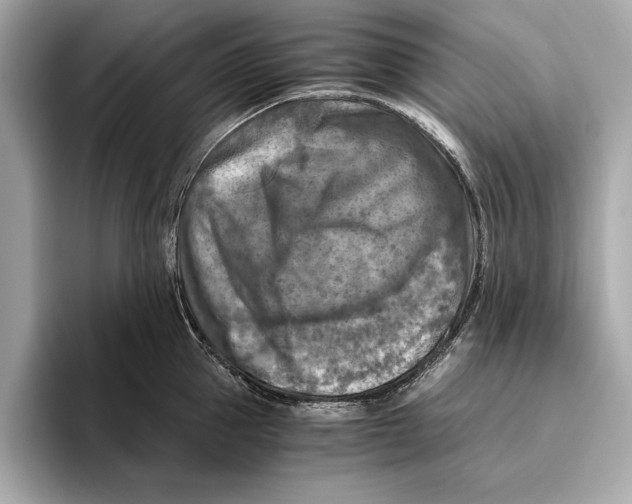 X0000096640953200802261255