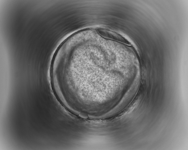 X0000096640959200802261255