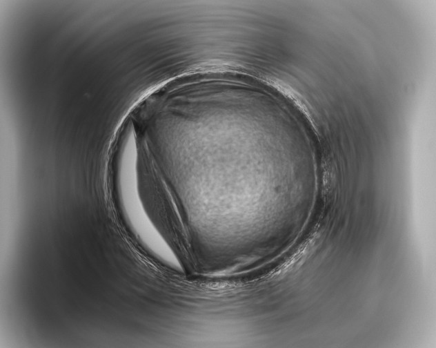 X0000096640973200802261254