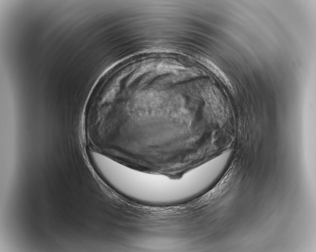 X0000096640988200802261254