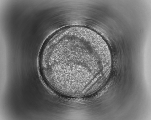 X0000096640991200802261254