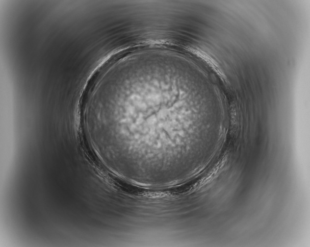 X0000096641023200802261253