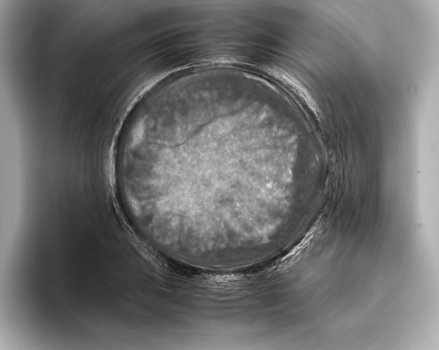 X0000096641031200802261253