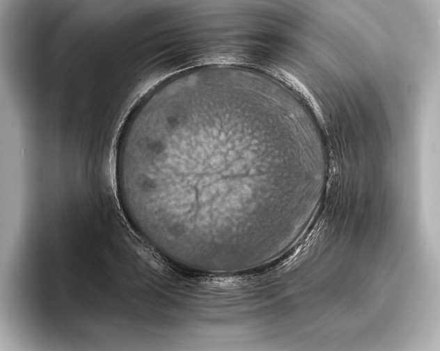 X0000096641035200802261253