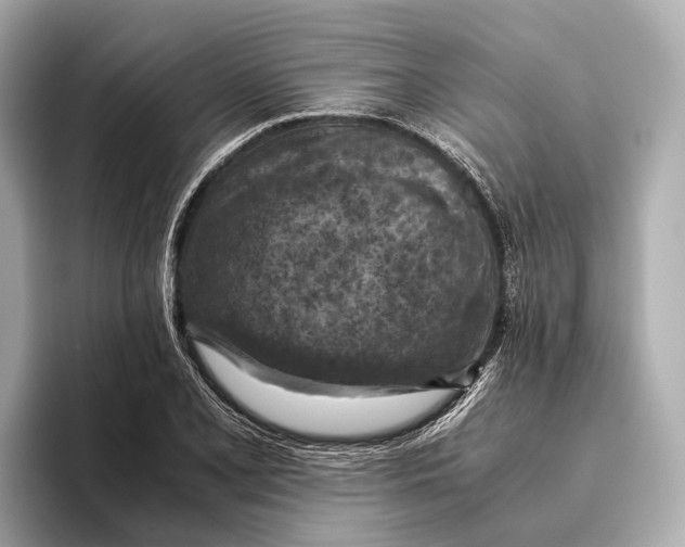 X0000096641077200802261253