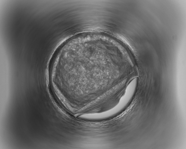 X0000096641079200802261253