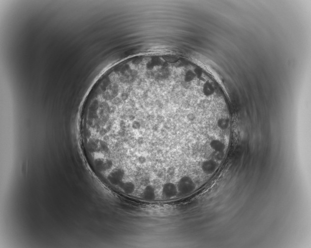 X0000096641091200802261252