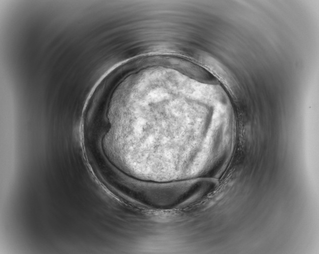 X0000096641092200802261252