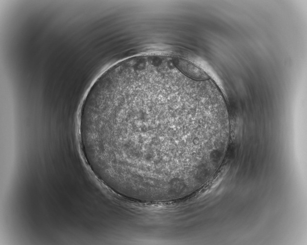 X0000096641099200802261252