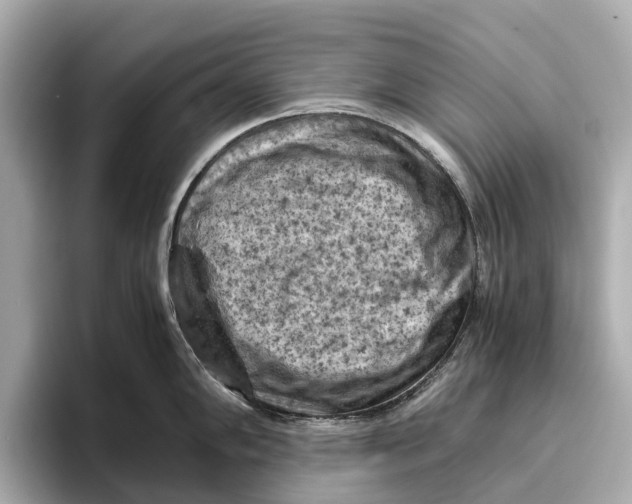 X0000096641102200802261252