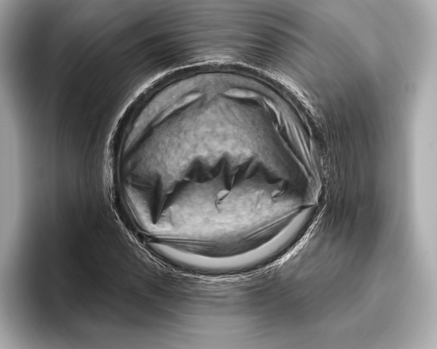 X0000096641118200802261252