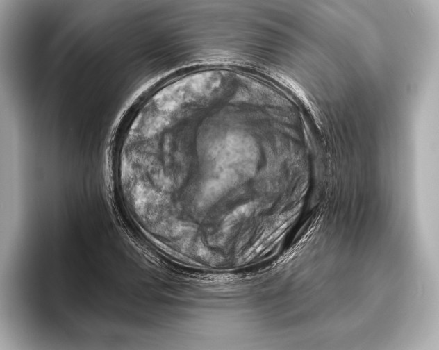 X0000096641120200802261252