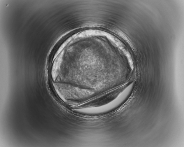 X0000096641124200802261252