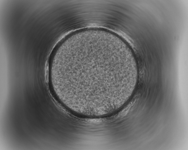 X0000096641126200802261252