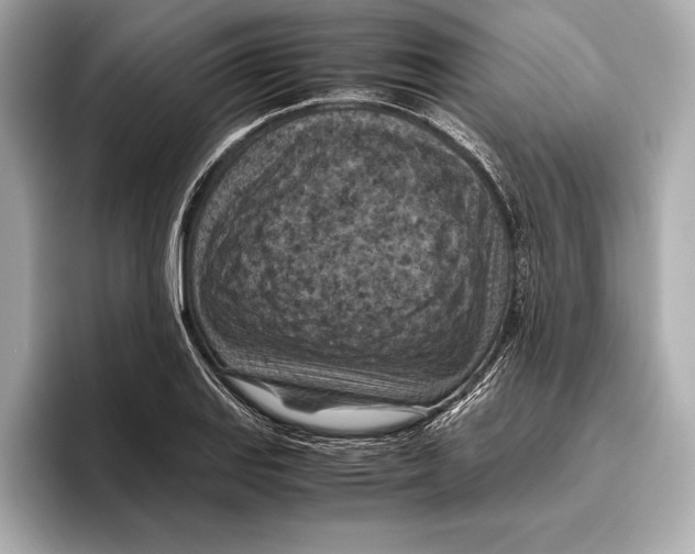 X0000096641127200802261252