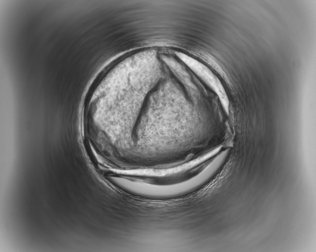 X0000096641132200802261252