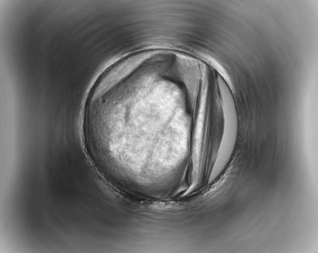 X0000096641146200802261252