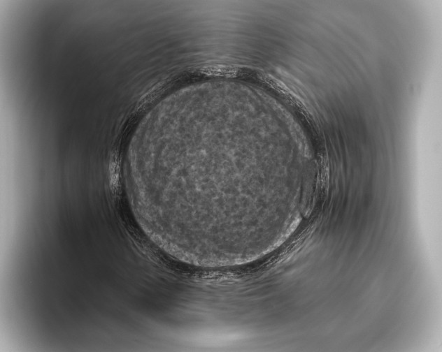 X0000096641154200802261251