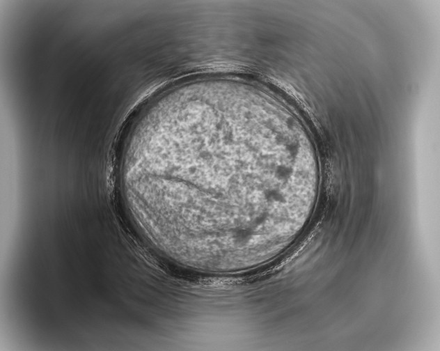 X0000096641163200802261251