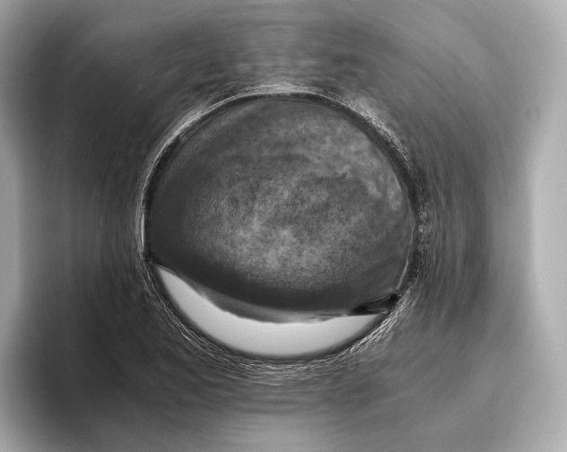 X0000096641173200802261251