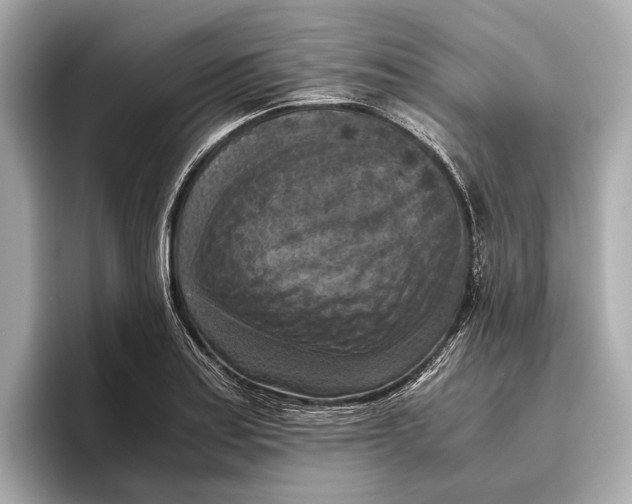 X0000096641179200802261251