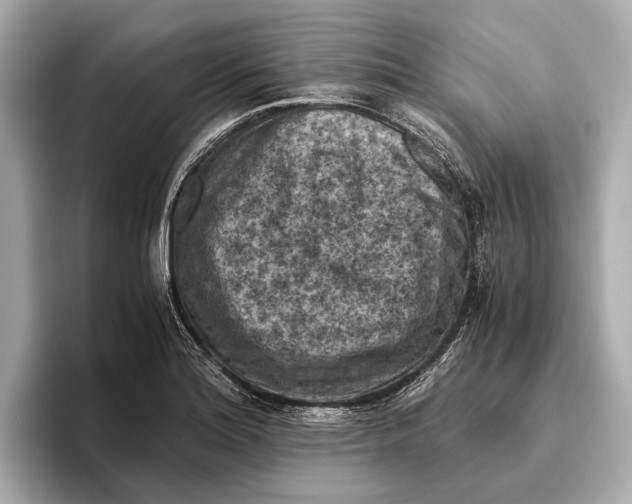 X0000096641180200802261251