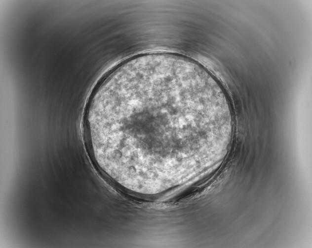 X0000096641189200802261251