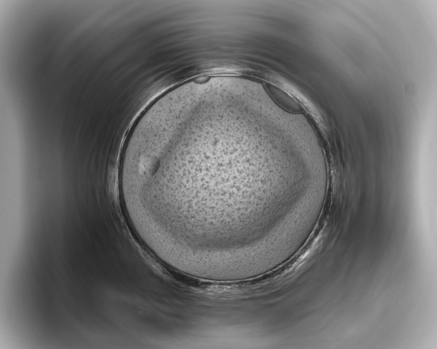 X0000096641194200802261251