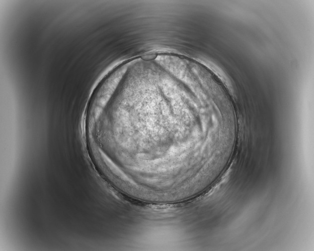 X0000096641198200802261251