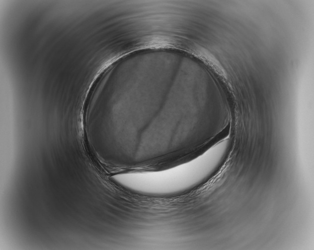 X0000096641226200802261250