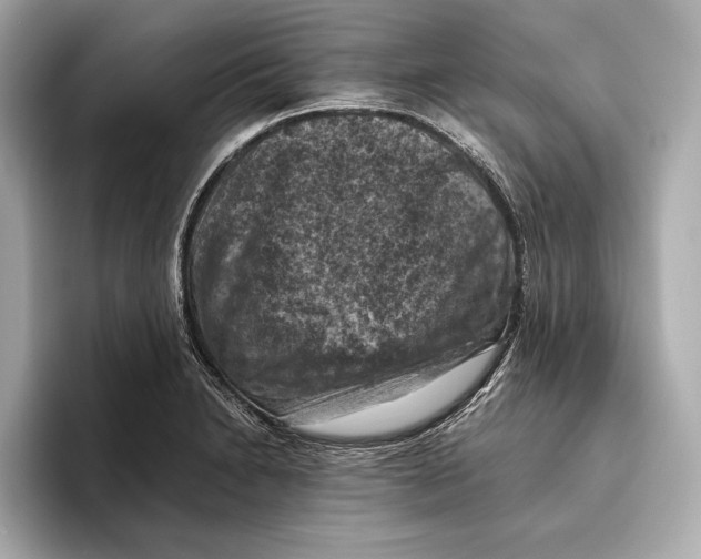 X0000096641230200802261250