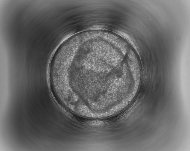 X0000096641235200802261251