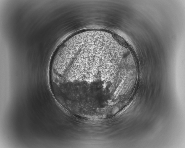 X0000096641237200802261251