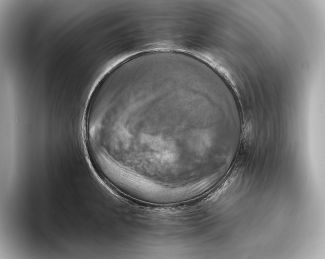 X0000096641239200802261251