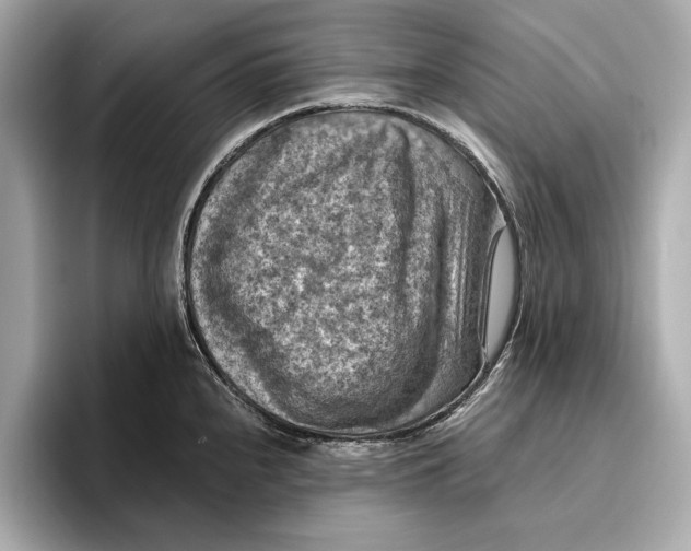 X0000096641240200802261251