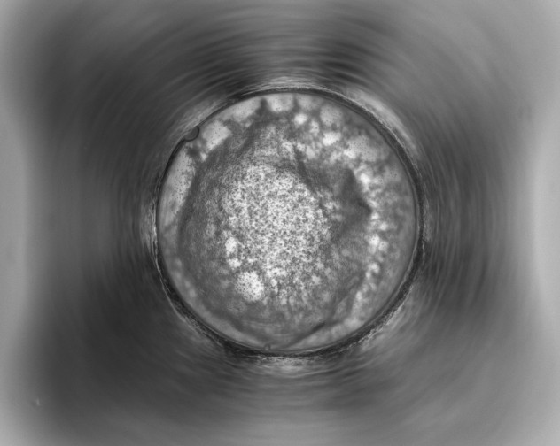 X0000096641241200802261251