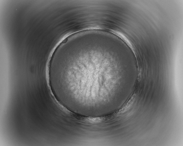 X0000096641243200802261251