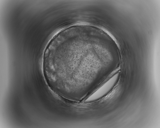 X0000096641245200802261251