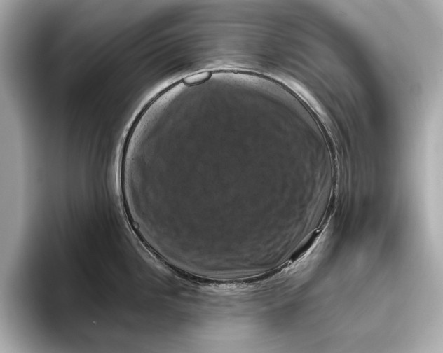 X0000096641246200802261251